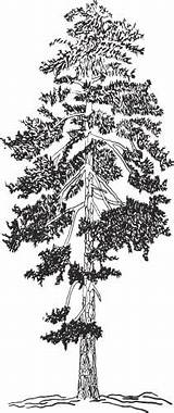 Pine Ponderosa Tree Life Pondering Story Ash Kunz Illustration sketch template