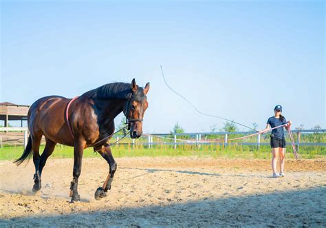 art  training horses  tips  horse training success horse