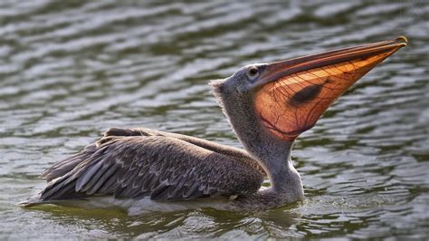 pelikanlar ve sira disi gagalari hakkinda bilgiler evrim agaci