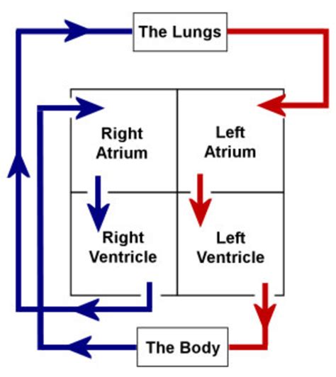 blood flow  heart easy diagram