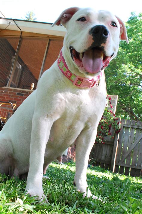 pit bull american bulldog mix leah mid america bully breed rescue