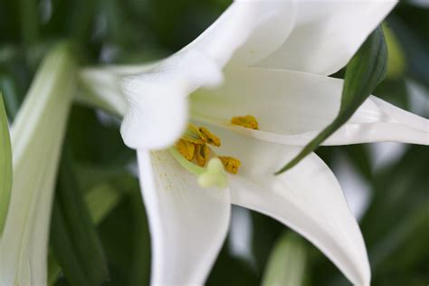 lily information  flowersorguk