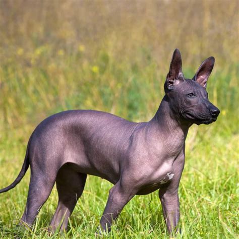 top   famous hairless dog breeds information