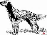 Setter English Clipart Dog Clipground Breed Drawings 745px 38kb sketch template