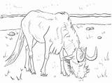 Wildebeest Coloring Realistic Pages sketch template