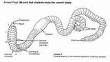 Earthworm Dissection Diagram Label Biology sketch template