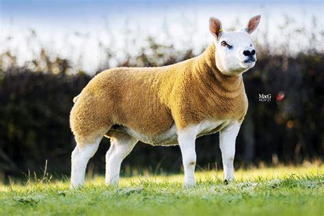 charben ewe lamb lights  friday night british texel sheep society