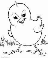 Coloring Pages Printable Cute Animal Duck صوص Labels sketch template