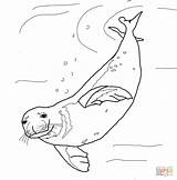Coloring Underwater Seal Swimming Monk Pages Color Drawing Printable sketch template