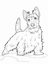 Terrier Coloring Scottish Pages Scottie Dog Dogs Yorkshire Drawings Boston Printable Color Highland Line Terriers West Pyrenees Great Colouring Drawing sketch template
