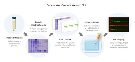 western blot analysis biocomparecom