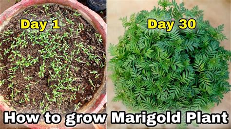grow marigold seedling  seeds     grow marigold