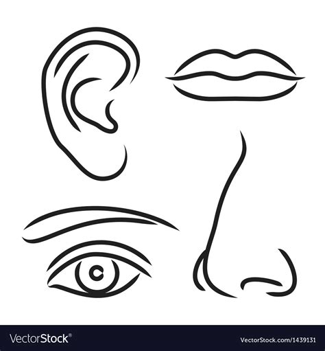 nose ear mouth  eye royalty  vector image