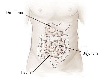 difference  jejunum  ileum definition anatomy physiology