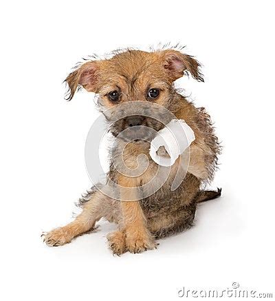 puppy   injured paw stock photography image