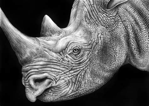 countless pens   draw detailed animals portraits