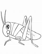 Grasshopper Coloring Pages Clipart Printable Library sketch template