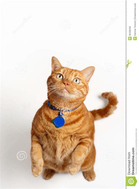 Fat Orange Tabby Cat Standing And Begging Stock