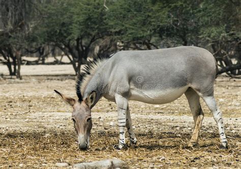 african wild in israeli nature reserve stock image image of