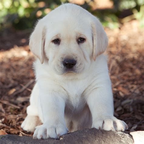 guide dogs victoria  expecting  puppy boom     raise puppies