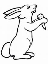 Kelinci Mewarnai Rabbits Wortel Sketsa Bunny Diwarnai Hase Putih Lucu Coloring4free Binatang Imut Coloringfolder Carrots sketch template