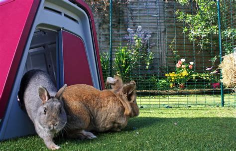 outdoor rabbit hutch buying guide reviews