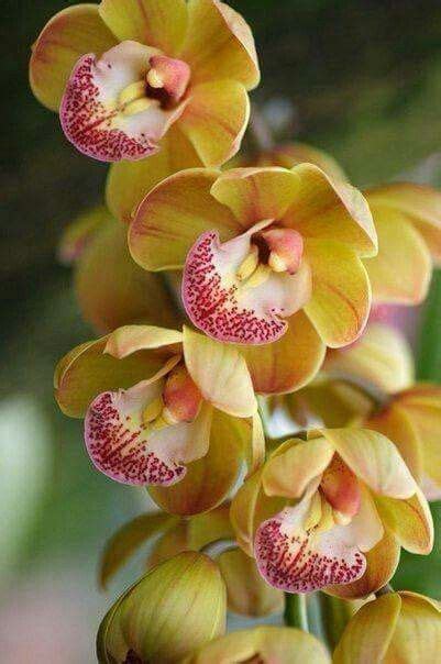 Pin By Pearl Aranda On Beautiful Orchids Flower Garden