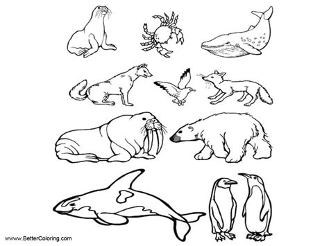 arctic tundra animals coloring pages  printable coloring pages