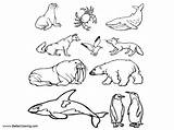 Tundra Animals Arctic Coloring Pages Printable Kids Color Print sketch template