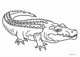 Alligator Ausmalbilder Ausmalbild sketch template