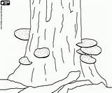 Tree Colorir Tronco Cogumelos Baumstamm Fungi Bracket Fungus Paddestoelen Boomstam Kleurplaat Kleurplaten Paddenstoelen Desenhos árvore Cogumelo Pilze Oncoloring sketch template