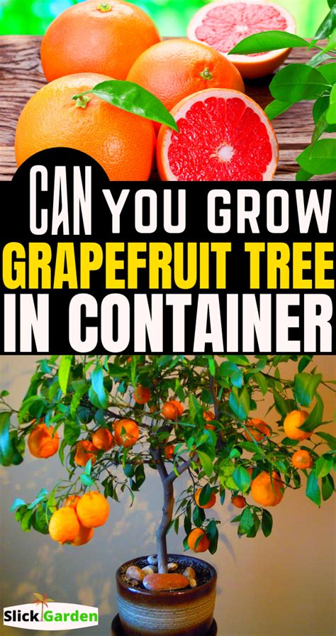grow grapefruit tree  container  pots grapefruit