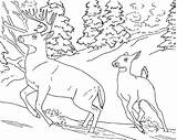 Coloring4free Deer Coloring Pages Whitetail Print Related Posts sketch template