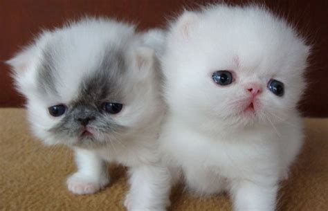 pin  kittens