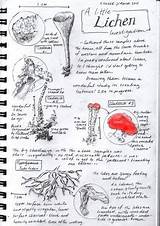 Lichen Sketch Nature sketch template