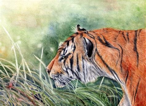 bengal tiger original watercolor painting   goosi