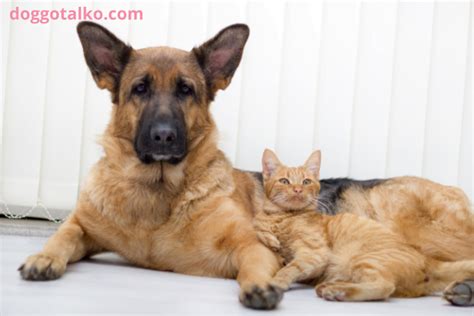 Are German Shepherds Bad With Cats