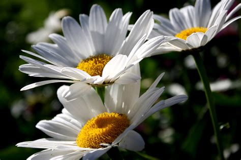 daisies closeup picture  photograph  public domain