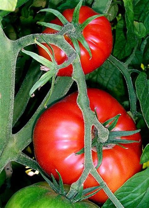 grow big tomato plants dengarden