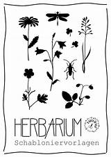 Herbarium Vorlagen Fabelwald Specimen Ausdrucken Ideen Druckvorlagen Pinnwand sketch template