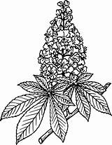 Drawing Chestnut Flower Horse Tree Lilac Lilacs Clipart Coloring Cliparts Dogwood Clip Plant Pages Cotton Library Vector Perennial Drawings Draw sketch template