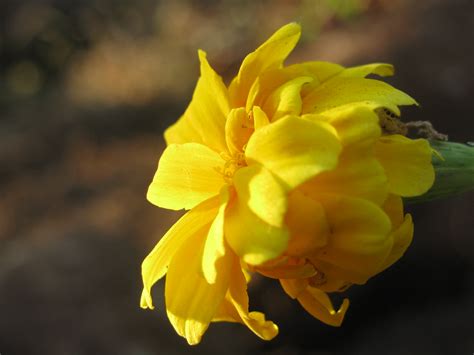 sunshine flower christy milford flickr
