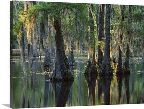 Bald Cypress Taxodium Distichum Swamp Sam Houston Jones State Park