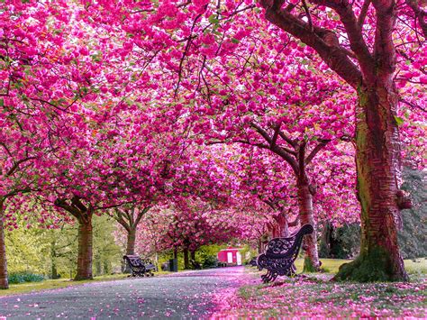 stunning places   spring flowers  london