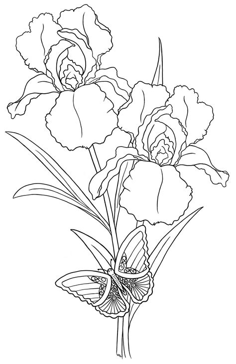 freebies page  iris drawing flower drawing flower coloring pages
