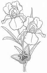 Pergamano Tekenen Irises 27s Tekening Verob Em Irissen 1038 Planten Pencil Butterfly sketch template