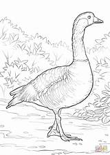 Coloring Nene Pages Goose Drawing Categories sketch template