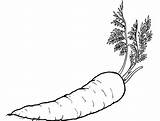 Vegetable Carrot Carrots Mewarnai Wortel Sayuran Sketsa Cenoura Kolorowanki Warzywa Marchewka Zucchini Buah Vegetabless Pobrania Cenouras Buahan Coloringhome Dzieci Sayur sketch template