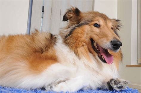 lassie makes an amazing recovery mirror online