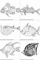 Zentangle Fish Patterns Drawings Getcoloringpages sketch template